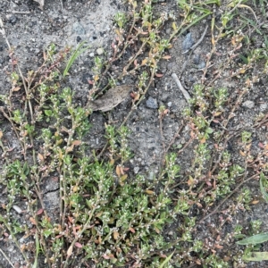 Polygonum aviculare at Tennent, ACT - 23 Apr 2023