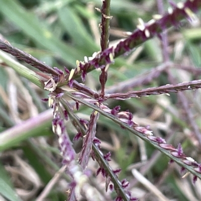 Cynodon dactylon (Couch Grass) at Tennent, ACT - 23 Apr 2023 by JaneR