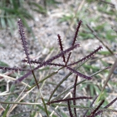 Cynodon dactylon at Tennent, ACT - 23 Apr 2023