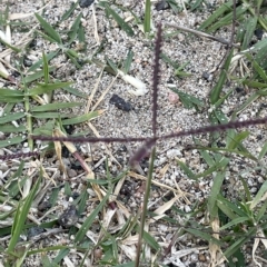 Cynodon dactylon at Tennent, ACT - 23 Apr 2023 04:43 PM