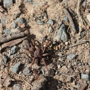 Mituliodon tarantulinus at Aranda, ACT - 23 Apr 2023 12:50 PM