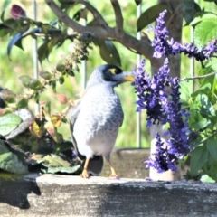 Manorina melanocephala (Noisy Miner) at Jamberoo, NSW - 25 Apr 2023 by plants