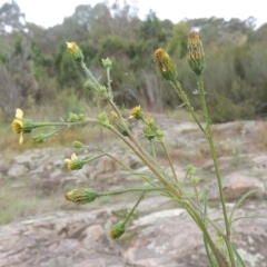 Bidens subalternans (Greater Beggars Ticks) at Paddys River, ACT - 26 Mar 2023 by MichaelBedingfield