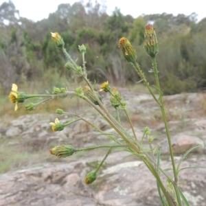 Bidens subalternans at Paddys River, ACT - 26 Mar 2023 05:17 PM