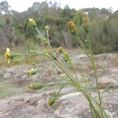 Bidens subalternans (Greater Beggars Ticks) at Paddys River, ACT - 26 Mar 2023 by MichaelBedingfield