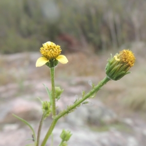 Bidens subalternans at Paddys River, ACT - 26 Mar 2023 05:17 PM