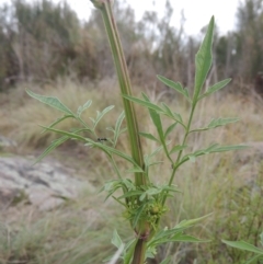 Bidens subalternans at Paddys River, ACT - 26 Mar 2023