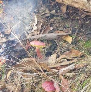 Boletellus obscurecoccineus at Paddys River, ACT - 25 Apr 2023 10:36 AM