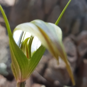 Diplodium ampliatum at Bowning, NSW - 25 Apr 2023