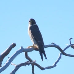 Falco peregrinus (Peregrine Falcon) at Bruce Ridge to Gossan Hill - 24 Apr 2023 by TomW