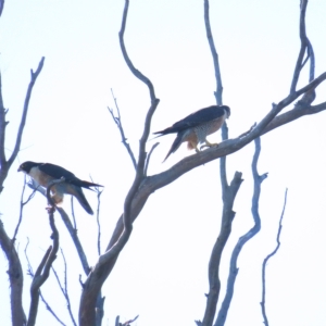 Falco peregrinus at Bruce, ACT - 25 Apr 2023