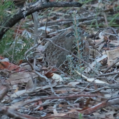 Turnix varius (Painted Buttonquail) at Stromlo, ACT - 25 Apr 2023 by BenW