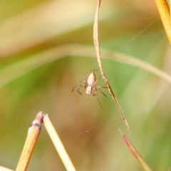 Oxyopes sp. (genus) (Lynx spider) at Higgins, ACT - 25 Apr 2023 by MichaelWenke