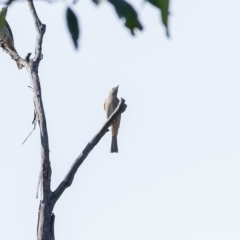 Caligavis chrysops (Yellow-faced Honeyeater) at Penrose, NSW - 25 Apr 2023 by Aussiegall