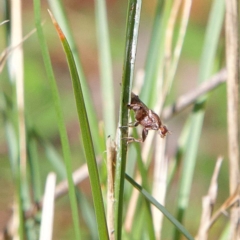 Tapeigaster nigricornis (Striped Sun Fly) at Higgins, ACT - 24 Apr 2023 by Trevor