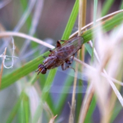 Tapeigaster nigricornis at Higgins, ACT - 25 Apr 2023