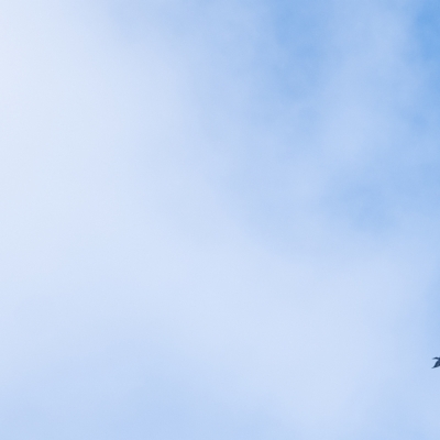 Aquila audax (Wedge-tailed Eagle) at Penrose, NSW - 25 Apr 2023 by Aussiegall