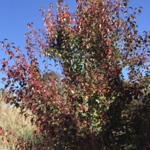 Pyrus sp. at Lawson, ACT - 25 Apr 2023