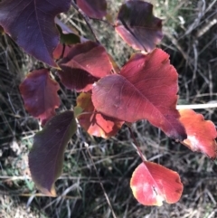 Pyrus sp. at Lawson, ACT - 25 Apr 2023