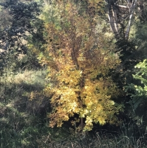 Fraxinus pennsylvanica at Lawson, ACT - 25 Apr 2023