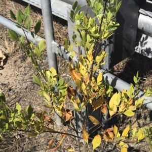 Fraxinus pennsylvanica at Lawson, ACT - 25 Apr 2023