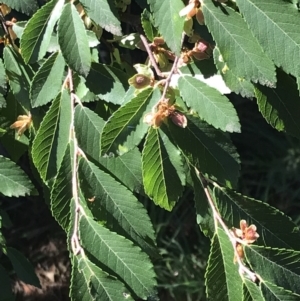 Ulmus parvifolia at Lawson, ACT - 25 Apr 2023