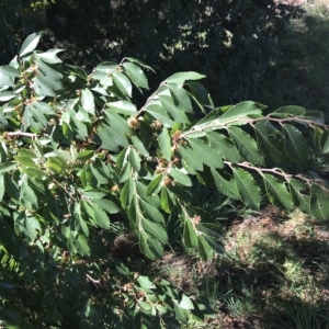 Ulmus parvifolia at Lawson, ACT - 25 Apr 2023
