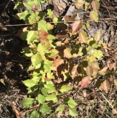 Pyrus sp. at Lawson, ACT - 25 Apr 2023 12:04 PM