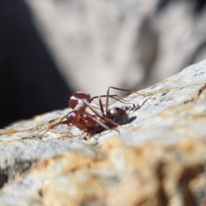 Habronestes bradleyi at Yass River, NSW - 25 Apr 2023