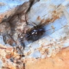 Habronestes bradleyi at Yass River, NSW - 25 Apr 2023