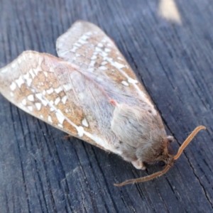 Oxycanus australis at Yass River, NSW - 24 Apr 2023