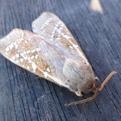 Oxycanus australis (Southern Oxycanus) at Rugosa - 23 Apr 2023 by SenexRugosus