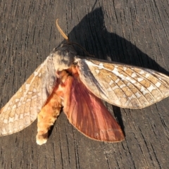 Oxycanus australis at Yass River, NSW - 24 Apr 2023