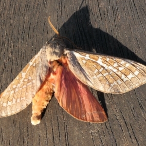 Oxycanus australis at Yass River, NSW - 24 Apr 2023