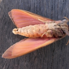 Oxycanus australis at Yass River, NSW - 24 Apr 2023