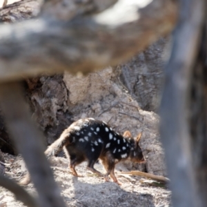 Dasyurus viverrinus at Forde, ACT - 25 Apr 2023