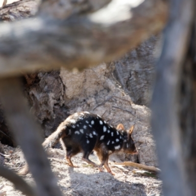 Dasyurus viverrinus (Eastern Quoll) at Mulligans Flat - 25 Apr 2023 by pjpiper