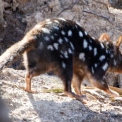 Dasyurus viverrinus at Forde, ACT - 25 Apr 2023 01:46 PM