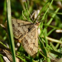 Scopula rubraria (Reddish Wave, Plantain Moth) at The Pinnacle - 25 Apr 2023 by Thurstan