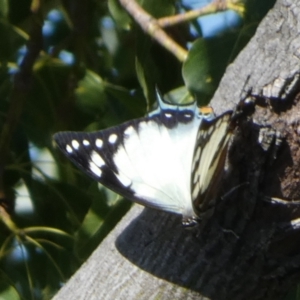 Charaxes sempronius at Queanbeyan, NSW - suppressed