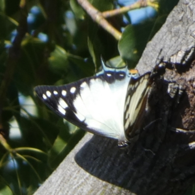 Charaxes sempronius (Tailed Emperor) at Queanbeyan, NSW - 25 Apr 2023 by Paul4K