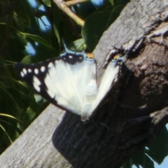 Charaxes sempronius at Queanbeyan, NSW - suppressed