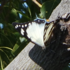 Charaxes sempronius at Queanbeyan, NSW - suppressed