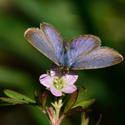 Zizina otis (Common Grass-Blue) at Hawker, ACT - 25 Apr 2023 by Thurstan