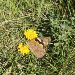 Heteronympha merope (Common Brown Butterfly) at Symonston, ACT - 25 Apr 2023 by jks