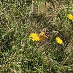 Heteronympha merope at Symonston, ACT - 25 Apr 2023