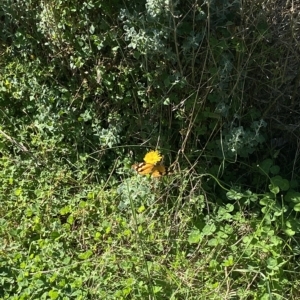 Heteronympha merope at Symonston, ACT - 25 Apr 2023