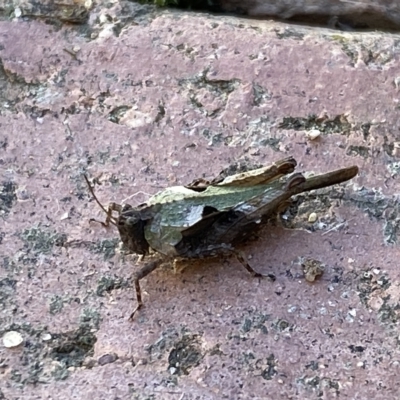 Paratettix australis (A pygmy grasshopper) at Jerrabomberra, NSW - 25 Apr 2023 by SteveBorkowskis