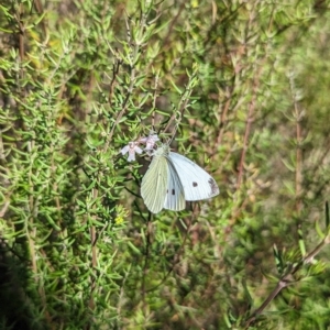 Pieris rapae at Kambah, ACT - 25 Apr 2023 01:07 PM