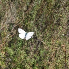 Pieris rapae at Kambah, ACT - 25 Apr 2023 01:07 PM